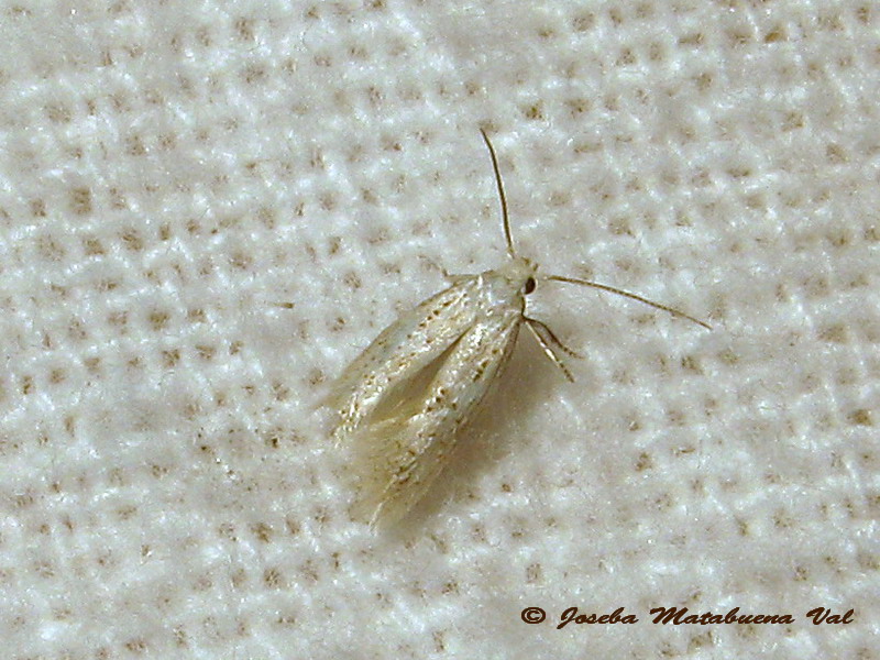 Elachista nolckeni? - Elachistidae